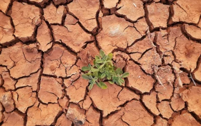 How the UN Climate Change Conference (COP26) affects your small business