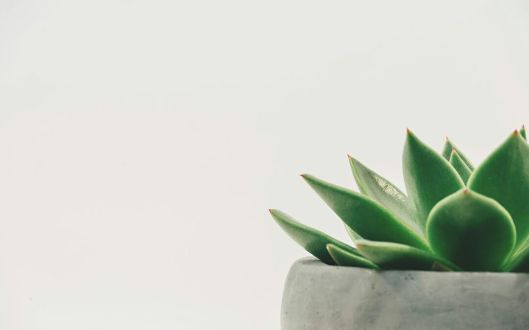 Eco-Friendly Office Suppliers